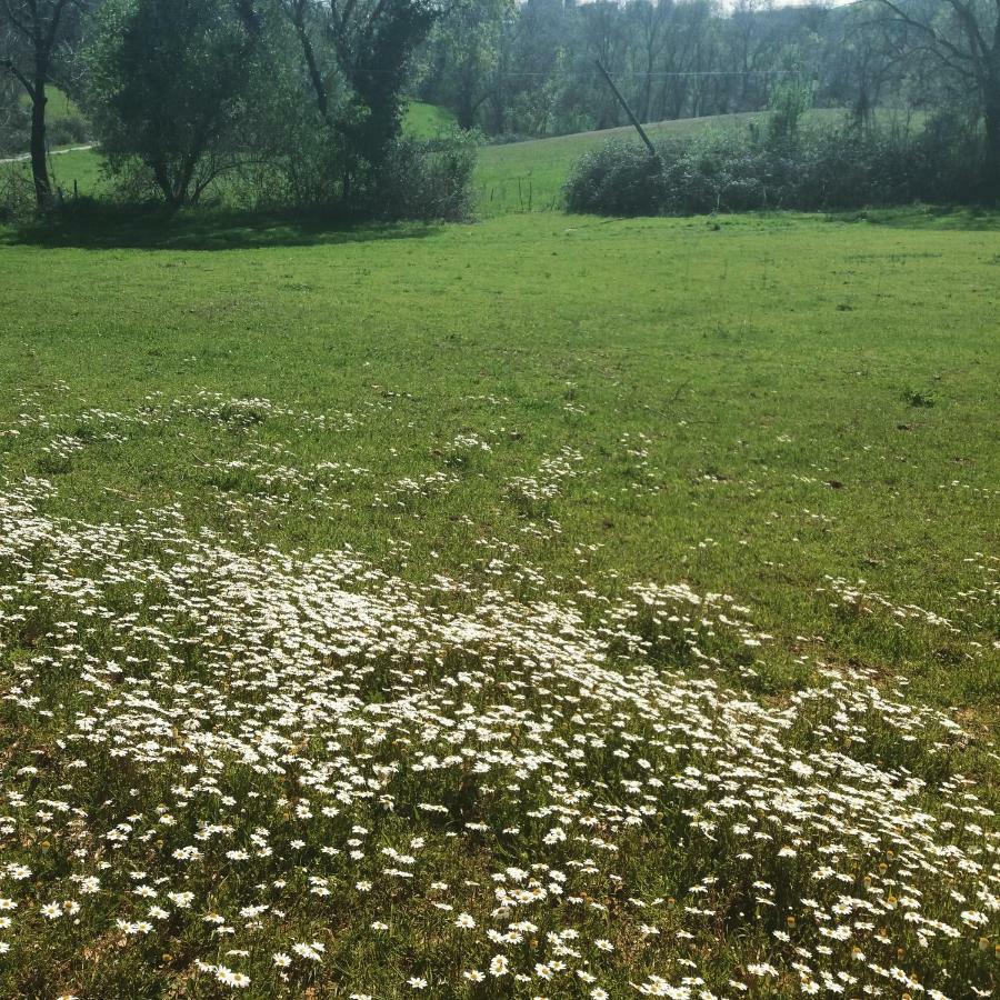 Agriturismo Colleverde 卡帕尔比奥 外观 照片